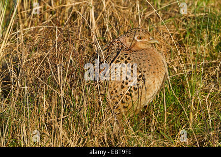 Le faisan commun, Caucase, faisan, Faisan de Colchide Phasianus colchicus (Caucase), hen sitting in grass bien camouflée, Pays-Bas, Texel Banque D'Images