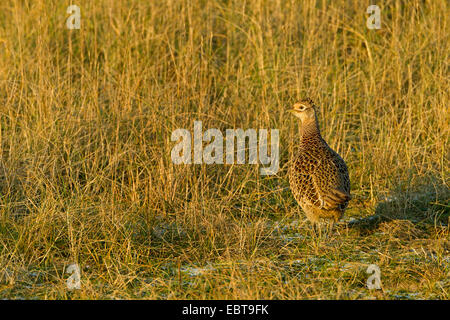 Le faisan commun, Caucase, faisan, Faisan de Colchide Phasianus colchicus (Caucase), hen dans la lumière du soir, Texel, Pays-Bas Banque D'Images