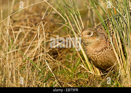 Le faisan commun, Caucase, faisan, Faisan de Colchide Phasianus colchicus (Caucase), hen sitting in grass bien camouflée, Pays-Bas, Texel Banque D'Images