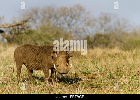 Phacochère commun, savane phacochère (Phacochoerus africanus), debout dans la savane, Afrique du Sud, le Parc National de Hluhluwe-Umfolozi Banque D'Images