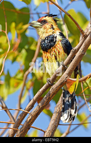 Levaillant (Trachyphonus vaillantii du barbet), assis sur une branche, Afrique du Sud, le Parc national Krueger Banque D'Images