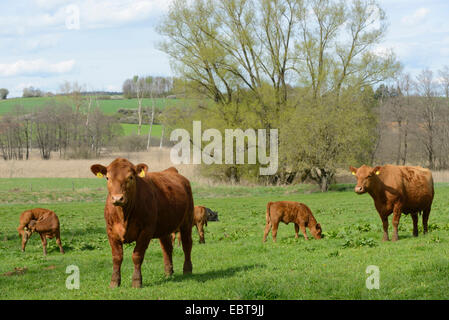 Les bovins domestiques (Bos primigenius f. taurus), les vaches avec des veaux dans un pâturage, en Allemagne, en Bavière Banque D'Images