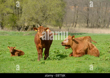Les bovins domestiques (Bos primigenius f. taurus), vaches et son veau dans un pâturage, en Allemagne, en Bavière Banque D'Images
