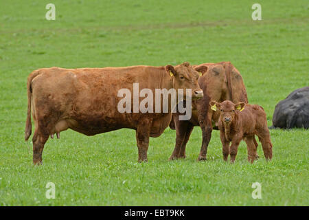Les bovins domestiques (Bos primigenius f. taurus), vaches et son veau dans un pâturage, en Allemagne, en Bavière Banque D'Images