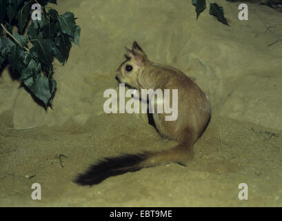 Train, springhaas, sautant hare (Pedetes capensis), assis dans le sable Banque D'Images