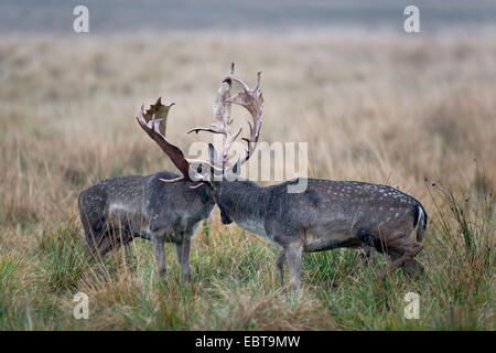 Le daim (Dama dama, Cervus dama), deux cerfs, lutte contre le Danemark, Jutland-du-Nord Banque D'Images