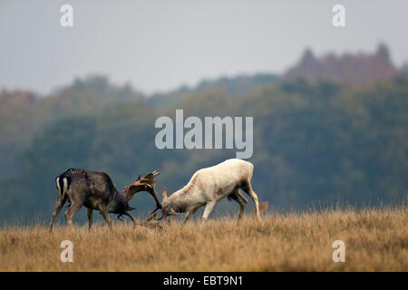 Le daim (Dama dama, Cervus dama), deux cerfs, lutte contre le Danemark, Jutland-du-Nord Banque D'Images