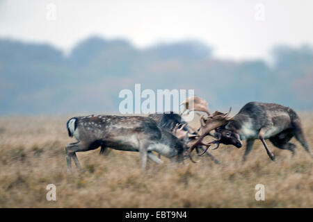 Le daim (Dama dama, Cervus dama), trois cerfs combats, Danemark, Jutland-du-Nord Banque D'Images