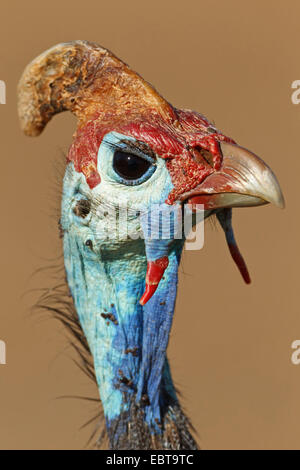 Pintade de Numidie (Numida meleagris), portrait, Afrique du Sud, le Parc national Krueger Banque D'Images