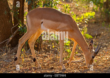 Impala (Aepyceros melampus), le pâturage dans la lumière du soir, Afrique du Sud, le Parc national Krueger Banque D'Images