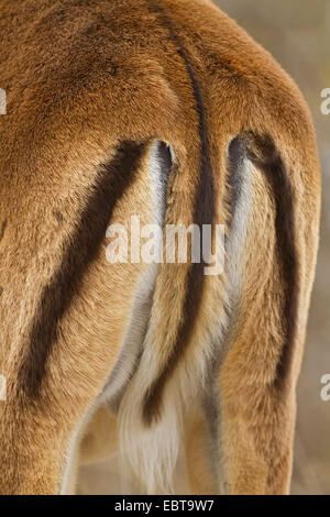 Impala (Aepyceros melampus), queue, Afrique du Sud, le Parc national Krueger Banque D'Images