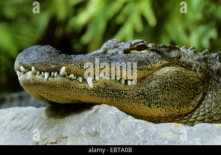 Alligator Alligator mississippiensis), (portrait, latérale située à une côte rocheuse Banque D'Images