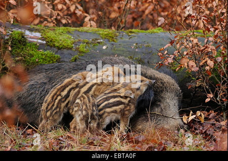 Le sanglier, le porc, le sanglier (Sus scrofa), wild sow sucer son shoats, Allemagne, Rhénanie du Nord-Westphalie Banque D'Images