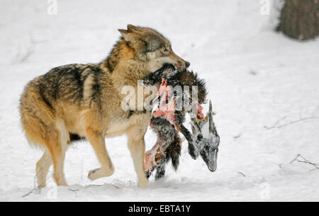 Le loup gris d'Europe (Canis lupus lupus), transportant un cadavre dans la neige, Allemagne Banque D'Images