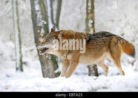 Le loup gris d'Europe (Canis lupus lupus), l'affichage des dents, Allemagne Banque D'Images