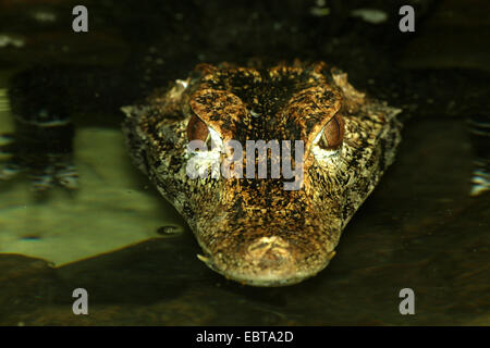 Caïman nain, nain de Cuvier (Paleosuchus palpebrosus) caïman, portraet, couché dans l'eau Banque D'Images