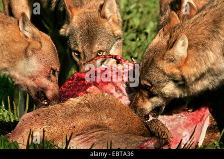 Le loup gris d'Europe (Canis lupus lupus), trois loups se nourrissent d'un daim, Allemagne Banque D'Images