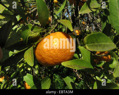 Le mandarin, la mandarine (Citrus reticulata), les mandarines sur un arbre, l'Espagne, Baléares, Majorque Banque D'Images