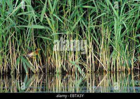 Blongios nain (Ixobrychus minutus), dans la région de Reed, Allemagne, Rhénanie du Nord-Westphalie Banque D'Images