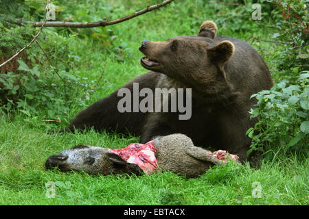 Ours brun (Ursus arctos), à une clairière avec un sanglier pourchassé Banque D'Images