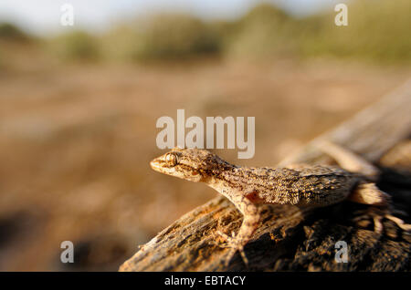 Kotschy Cyrtopodion kotschyi (Gecko's), la marche sur le bois mort, Chypre Banque D'Images