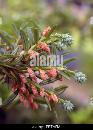 Saxegothaea Saxegothaea conspicua, (, Squamataxus albertiana), avec les cônes et les fleurs mâles Banque D'Images