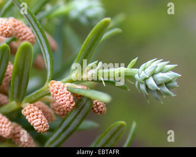 Saxegothaea Saxegothaea conspicua, (, Squamataxus albertiana), avec cône et les fleurs mâles Banque D'Images