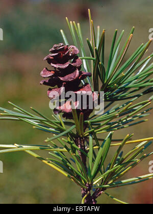 Pin Parasol (Sciadopitys verticillata), cône Banque D'Images