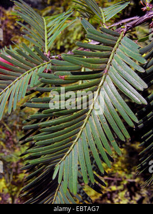 Dawn (Metasequoia glyptostroboides), des rameaux courts Banque D'Images