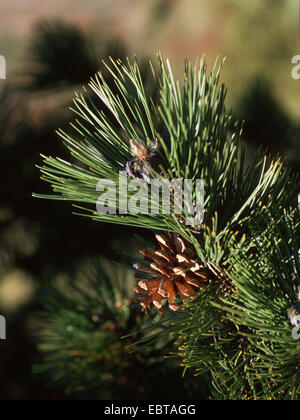 Palebark pin de Bosnie, pin (Pinus leucodermis), de la direction générale avec cône Banque D'Images