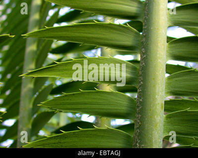 Gum géant, palm (Dioon dioon spinulosum), feuilles, détail Banque D'Images