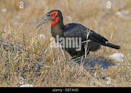 Calao terrestre du sud, (Bucorvus leadbeateri calao, Bucorvus cafer), homme assis sur le sol, l'Afrique du Sud, le Parc national Krueger Banque D'Images