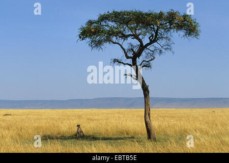 Le Guépard (Acinonyx jubatus), assis dans l'ombre d'un arbre, au Kenya Banque D'Images