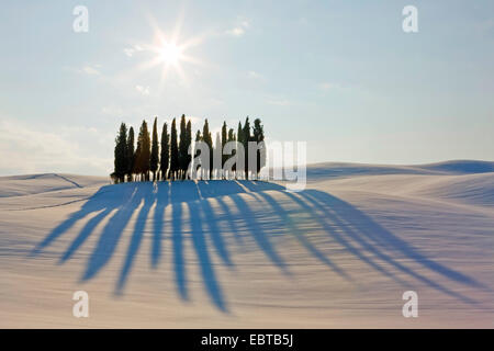 Cyprès (Cupressus sempervirens), groupe cypreses dans paysage d'hiver en soleil, l'Italie, Toscane Banque D'Images