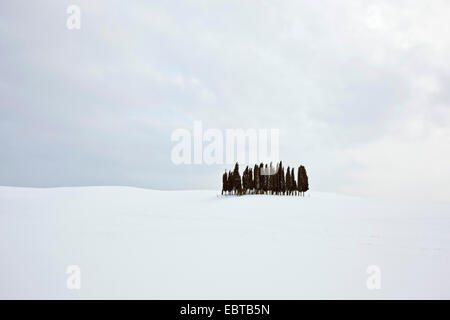 Cyprès (Cupressus sempervirens), groupe cypreses dans paysage d'hiver, Italie, Toscane Banque D'Images