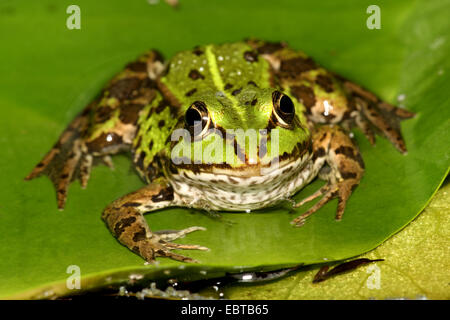 Grenouille comestible européen commun, edible frog (Rana kl. esculenta, Rana esculenta), assis sur une feuille, Allemagne Banque D'Images