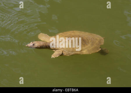 Tortue à nez de cochon, ponctuées à épines, Guinée, tortue sans plateau pignosed molle (Carettochelys insculpta) Banque D'Images