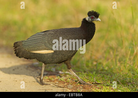 Pintade huppée, le Kenya pintades (Guttera pucherani Guttera edouardi,), la marche au bord de la route, Afrique du Sud, le Parc National de Hluhluwe-Umfolozi Banque D'Images