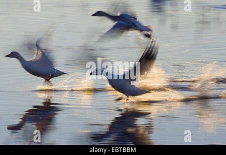 Oie des neiges (Anser caerulescens atlanticus, Chen caerulescens atlanticus), trois des neiges en commençant, USA, Nouveau Mexique, le Refuge de Vie Sauvage de Bosque del Apache Banque D'Images