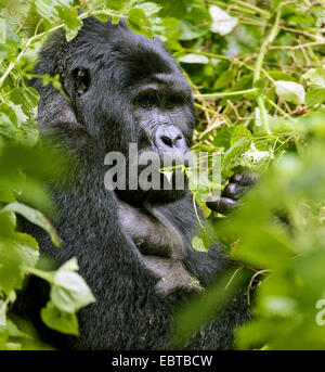 Gorille de montagne (Gorilla beringei beringei), nourrir une feuille, l'Ouganda, Bwindi Impenetrable National Park Banque D'Images