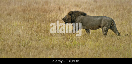 Lion (Panthera leo), homme marche à travers la savane, l'Ouganda, le Parc national Queen Elizabeth Banque D'Images