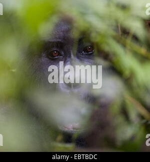 Gorille de montagne (Gorilla beringei beringei), le visage d'un retour d'argent derrière les feuilles, l'Ouganda, Bwindi Impenetrable National Park Banque D'Images