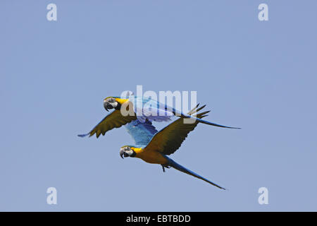 Ara bleu et jaune, bleu et or, Ara bleu et or, Ara bleu et jaune Ara ararauna (ARA), battant Banque D'Images