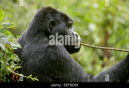 Gorille de montagne (Gorilla beringei beringei), mastiquer de stick, Ouganda, Bwindi Impenetrable National Park Banque D'Images