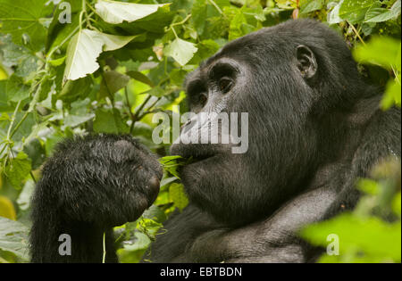 Gorille de montagne (Gorilla beringei beringei), nourrir une feuille, l'Ouganda, Bwindi Impenetrable National Park Banque D'Images