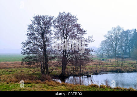 Les aulnes au bord du lac Marsh, Niederblockland, Allemagne, Wummensiede, Brême Banque D'Images