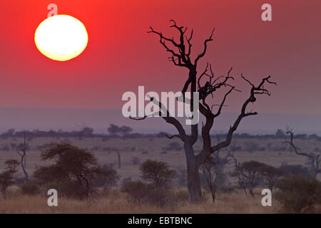 Coucher de soleil dans la savane, mort, l'arbre en premier plan, l'Afrique du Sud, le Parc national Krueger, Camp de Satara Banque D'Images