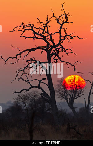 Coucher de soleil dans la savane, mort, l'arbre en premier plan, l'Afrique du Sud, le Parc national Krueger, Camp de Satara Banque D'Images