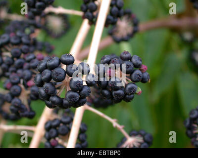 Arbre généalogique Angelica japonais (Aralia elata), branches fructifères Banque D'Images