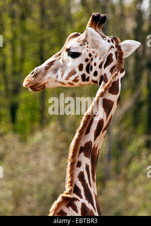 Girafe (Giraffa camelopardalis), portrait Banque D'Images